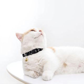 ปลอกคอแมวปรับได้ มีกระดิ่ง รุ่น PT023  ขนาด 1.2x19x0.2ซม. สีดำ DUDUPETS