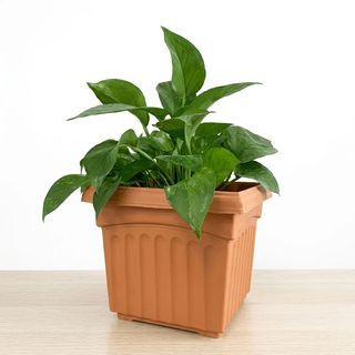 Tree O กระถางพลาสติก สี่เหลี่ยม รุ่น KD4001 ขนาด 6นิ้ว สีอิฐ